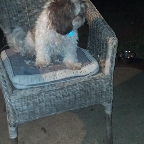 Bentley needs a bit of a trim!