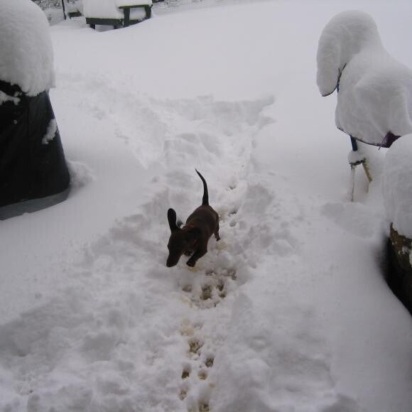 She loves to frolic in the snow .