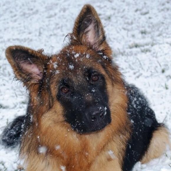 Runchkin's calandar photo to raise money for Orvis's cancer project for dogs!!!