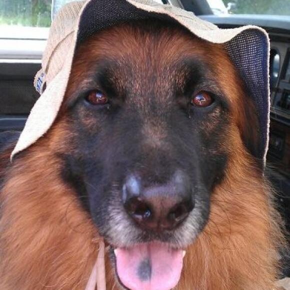 Runchkin fluffy GSD with all imported lines he is an Oddor Reconition dog!!!!
