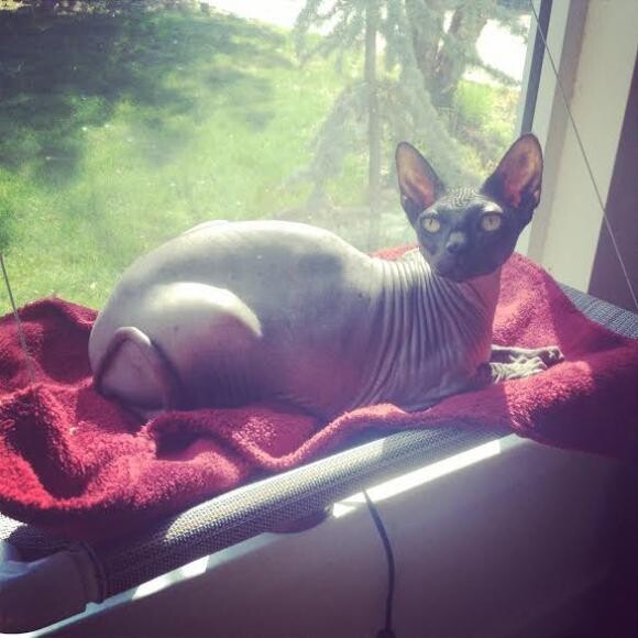 Miss Ella