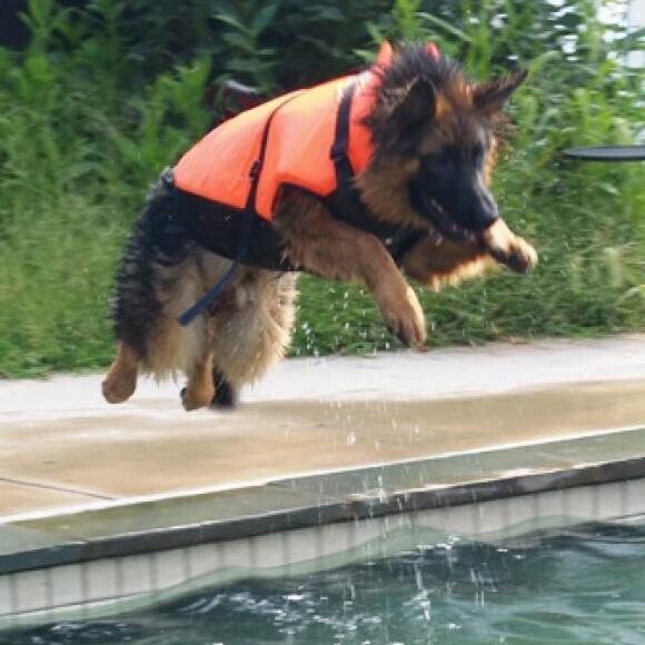 Runchkin loves swimming...and loves to show off his perfect dive!!!