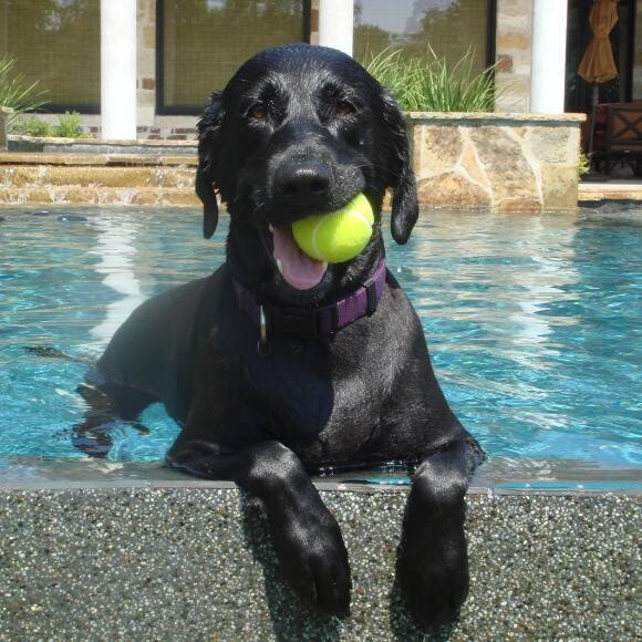 My two favorite things: a tennis ball and water!