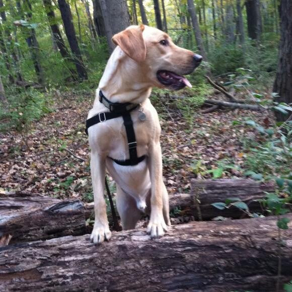 Hiking, one of his favorite things!