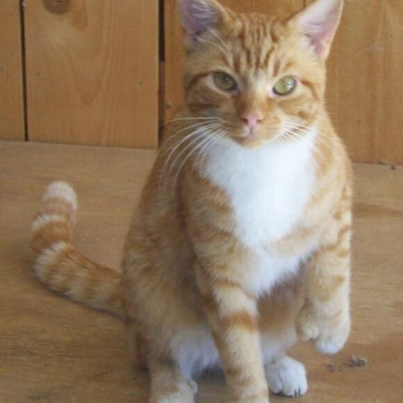 Top Cat in this house!