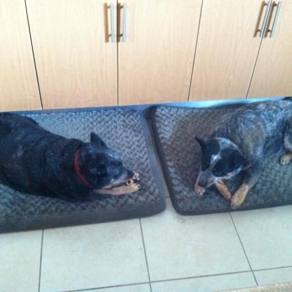 Sheila and Aussie Blu - May 2014