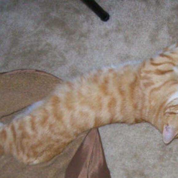 Rosco is a long cat. Also polydacytal both front and rear extra claws.