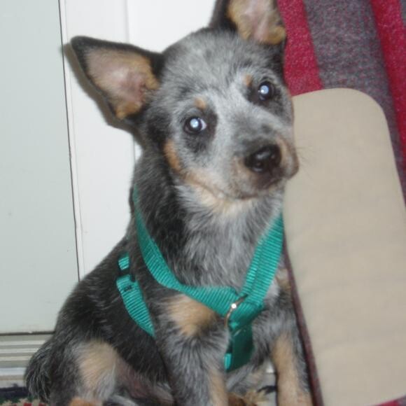 Sheila at 9 weeks.