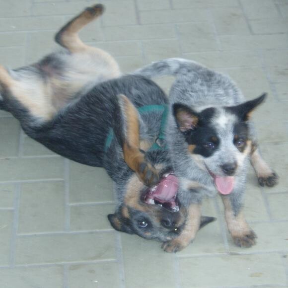 Sheila and Aussie Blu..playful pups !