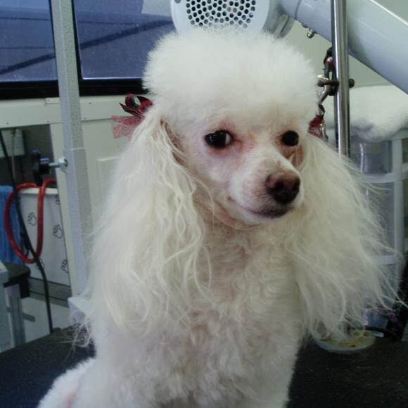 Sugar at 4 years.