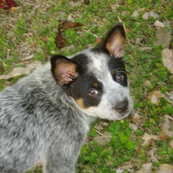 My Aussie Blu at 10 weeks.