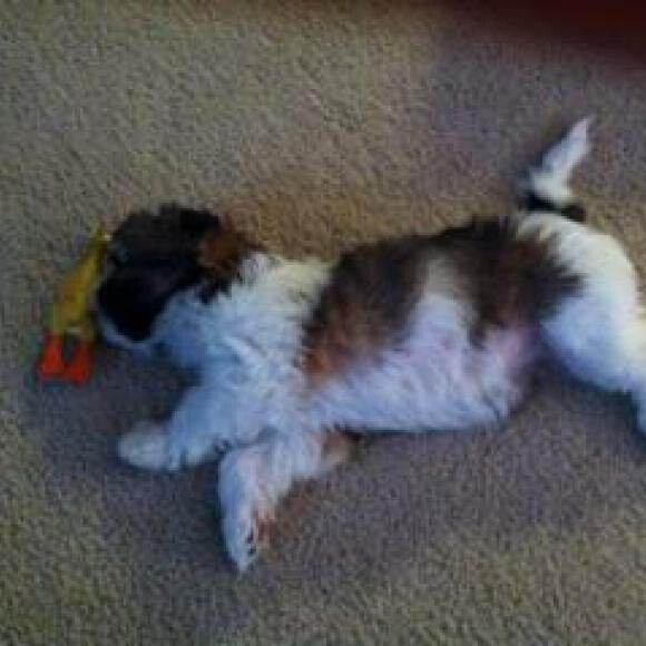 Playing wears a puppy out!