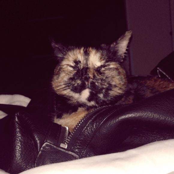 Hi! I'm Daisy and my two favorite things are eating and sleeping on anything new