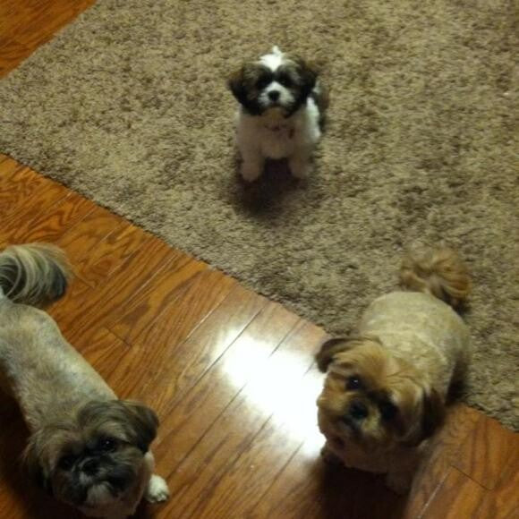Did mom say the word treat?