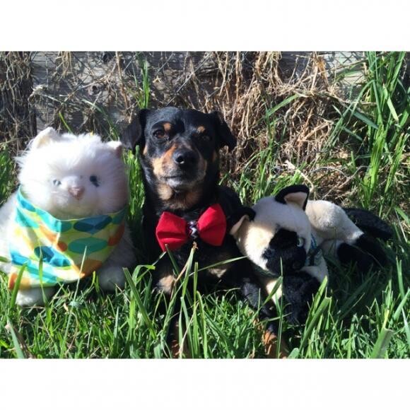 Cats and dogs