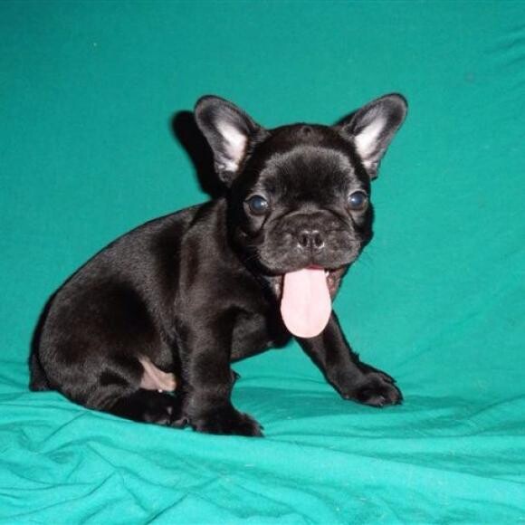 Bratty Baby Spike.
