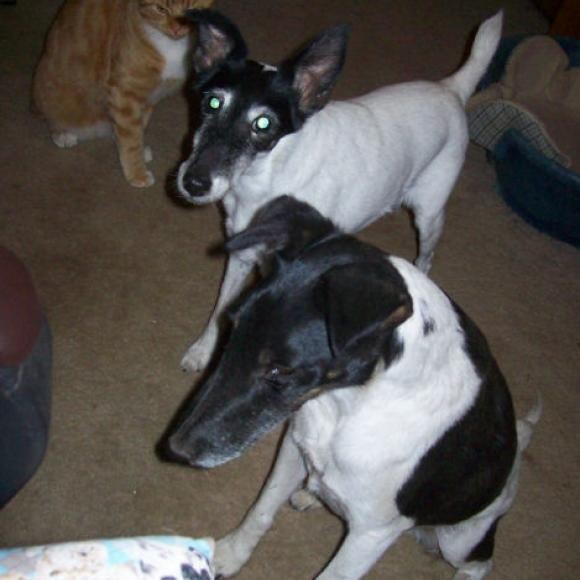 Rosco with Smooth Fox Terrier friends, Holly and Garrett