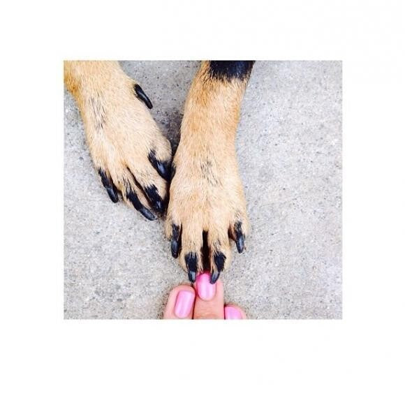 Pretty paws