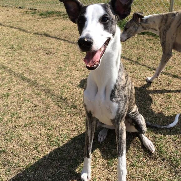 My name is Sammy and I am a Whippet with funny ears!