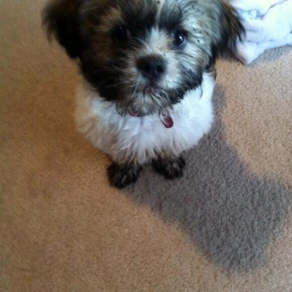 Full of energy and loves to dig!