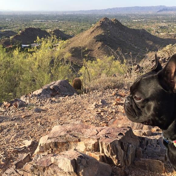 Spike the Explorer! He loves to hike.