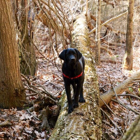 My best buddy Gunner