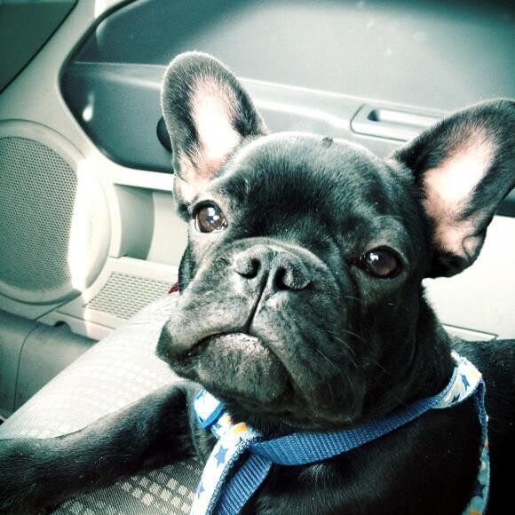 Baby Spike