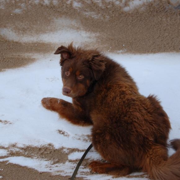When we first adopted Bear.