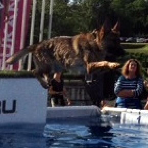 Hope doing her first dock jump at the Dominion Riverrock Ultimate Air Dogs.