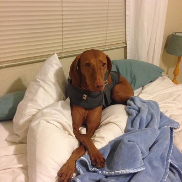 Such a spoiled puppy