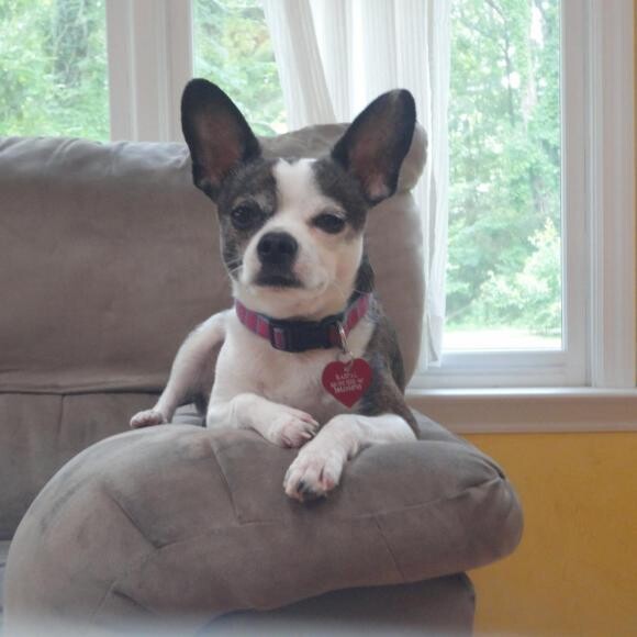 Rascal says The Honest Kitchen is to die for!