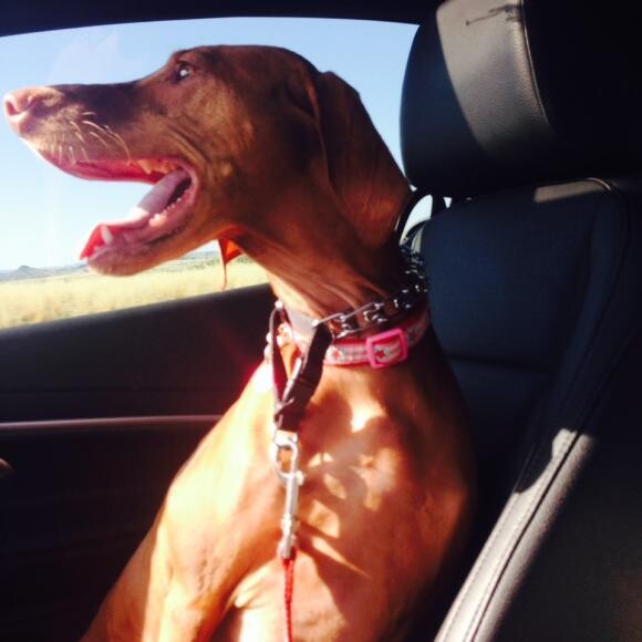 Bru loves car rides!