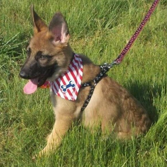 Hope as a puppy shortly after I got her.