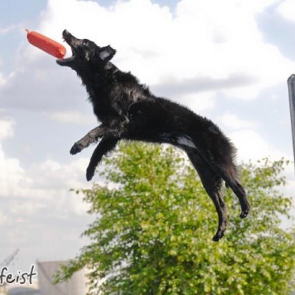 Disi competing in Dockdogs.
