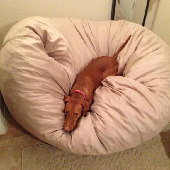 Lazy puppy