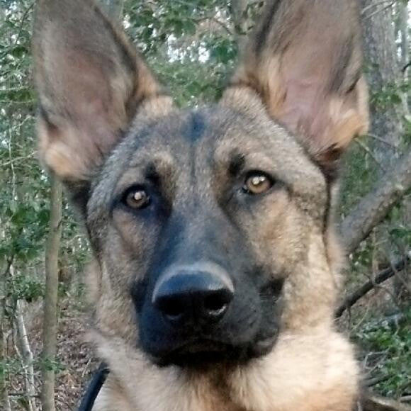 Hope is a service dog to me, a disabled Veteran and she means the world to me!!!