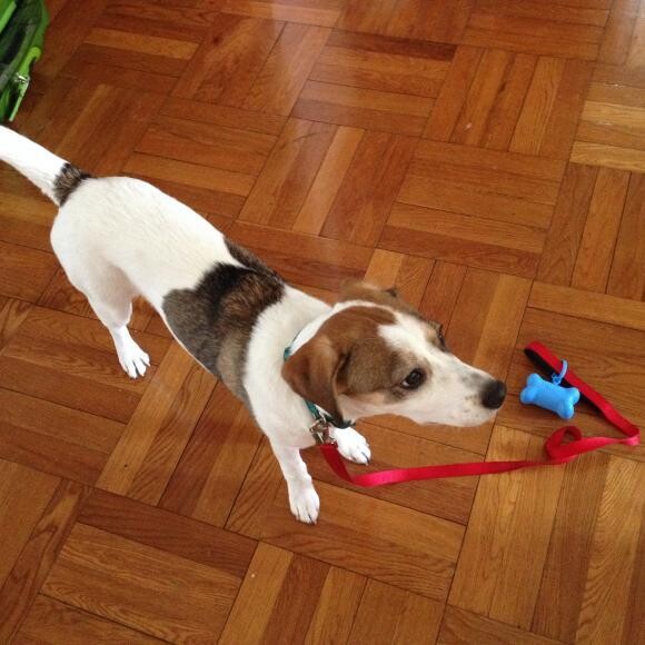 Wutong's always wagging her tail!