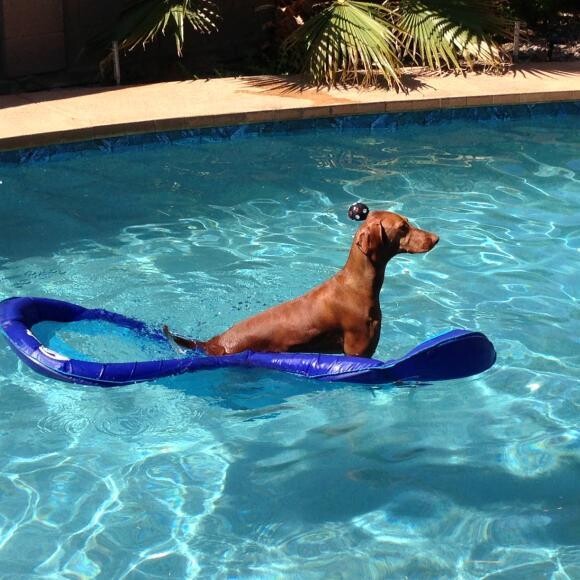 Bru loves swimming
