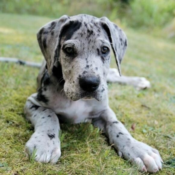Yogi @ 8 weeks