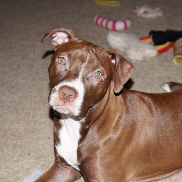 Harley playing with her toys!
