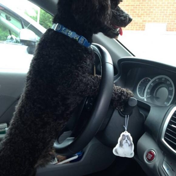Onyx driving to The Honest Kitchen!