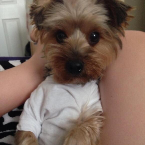 sparky feeling better gained 8-9 more lbs as of this picture up to about 13-14