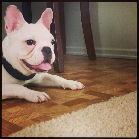 Penelope