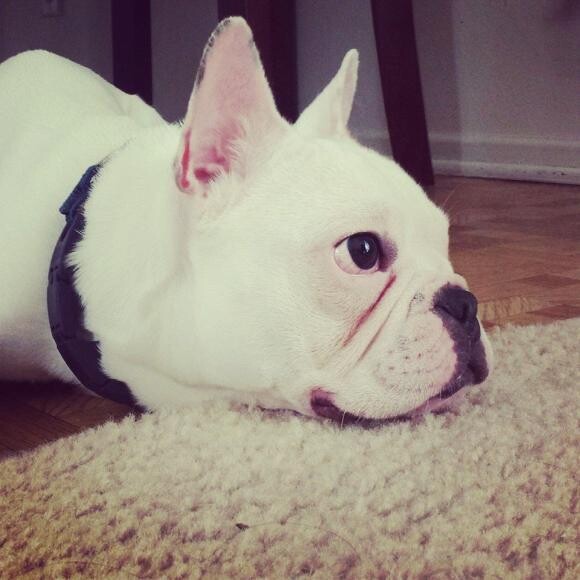 Penelope