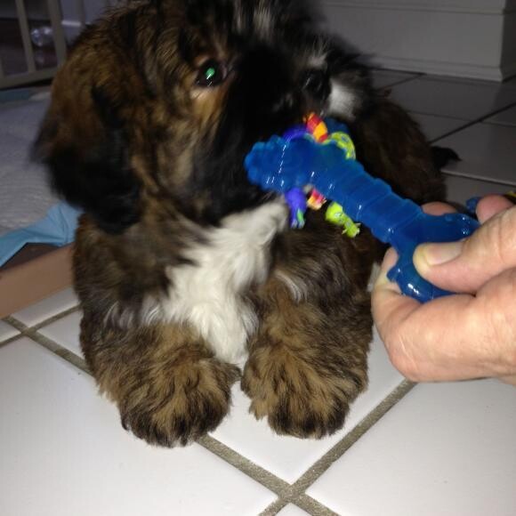 Here is Jackson at 9 weeks.