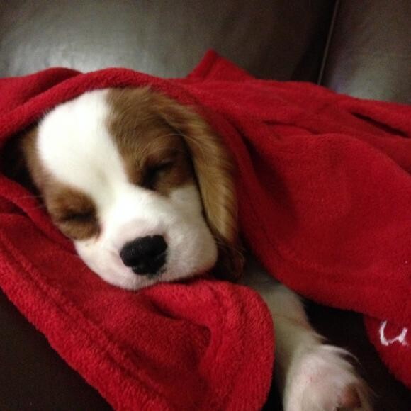 Merry sleeping contently after his meal.