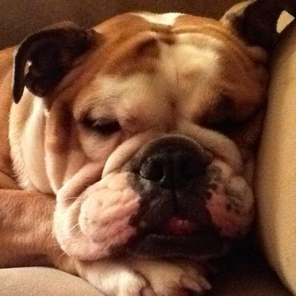 One sleeping beauty after a full belly of Honest Kitchen Thrive!