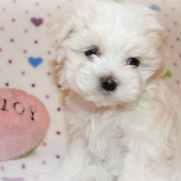 Peanut