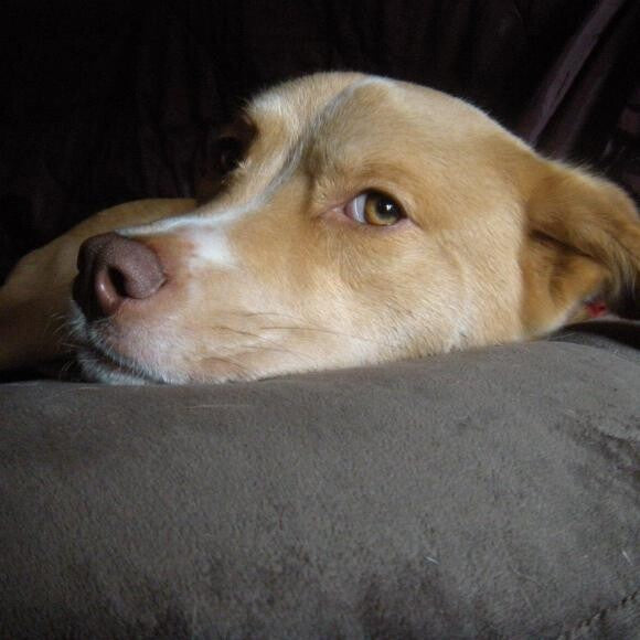 Ziva