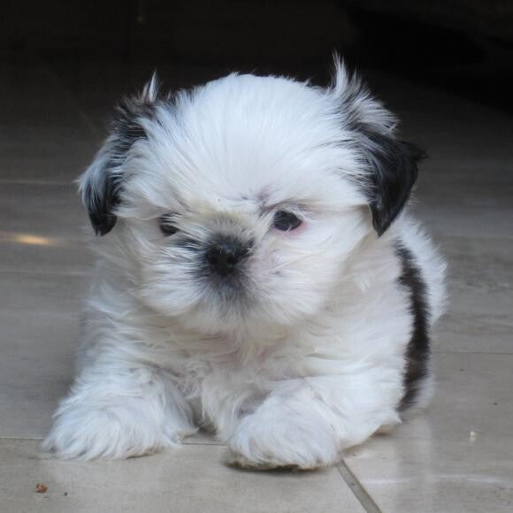 Maggie at 2 months...